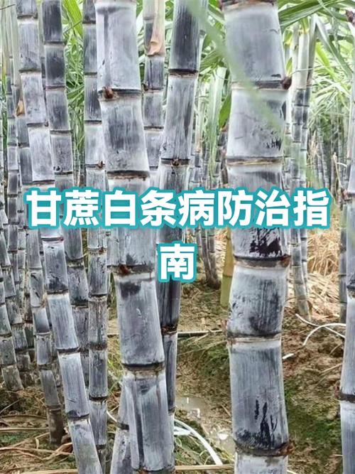 白条异常恢复不了