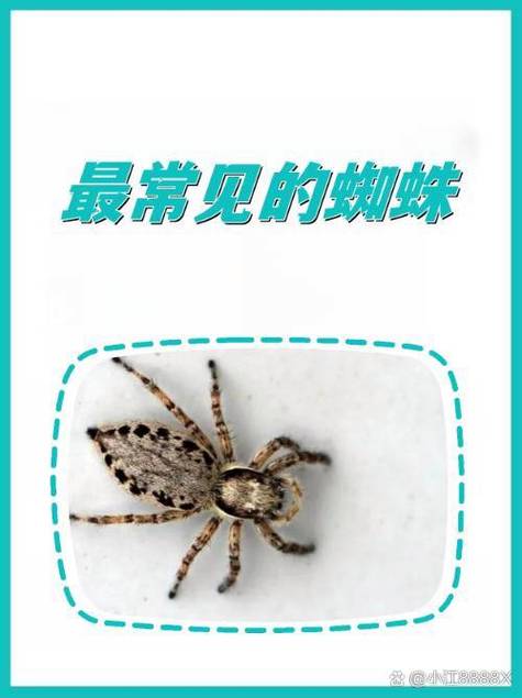 幽灵蛛在玄学里代表什么
