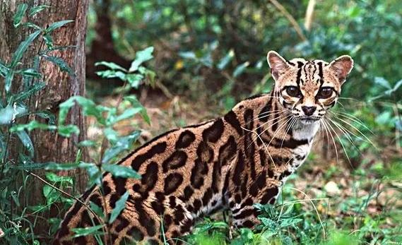 野生豹猫