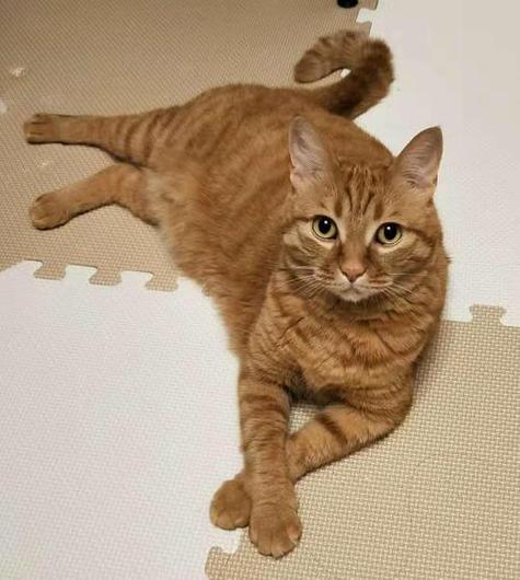 大橘子猫