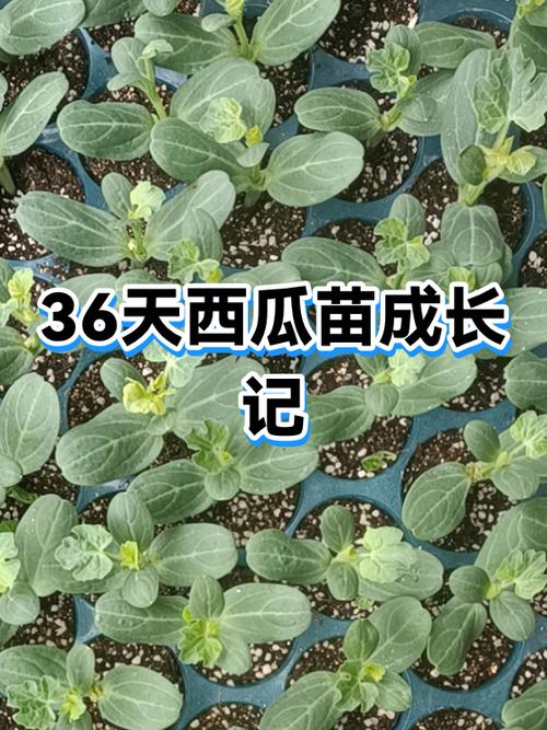 完整的西瓜放了20天