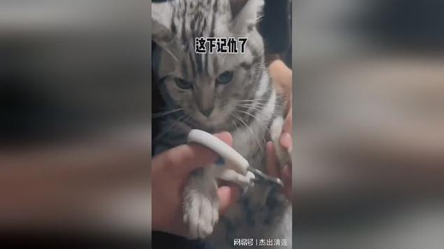 猫被关小黑屋会记仇吗