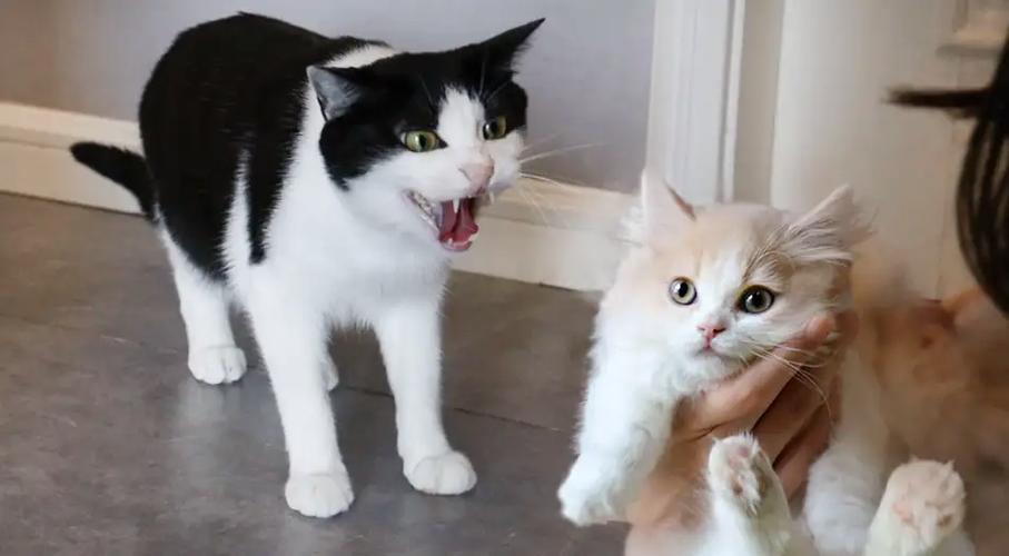 大猫为何怕新来的小猫