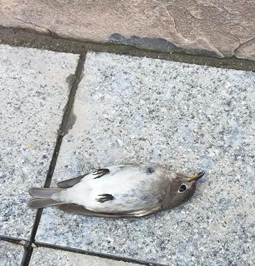 喂鸟 突然死了