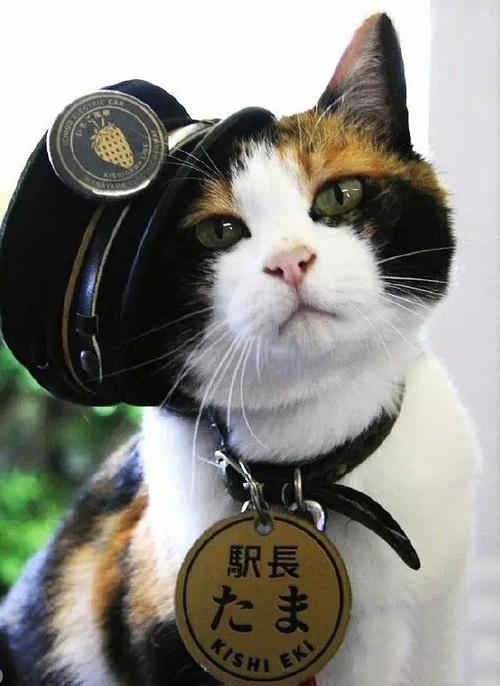 旁观者列车长猫咪该怎么留着