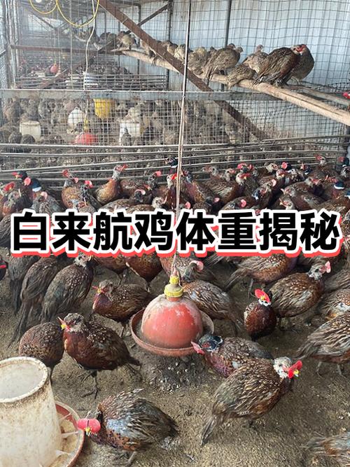 白鸡品种大全及图片