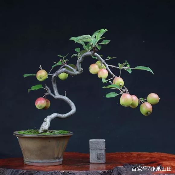姬苹果属于什么档次