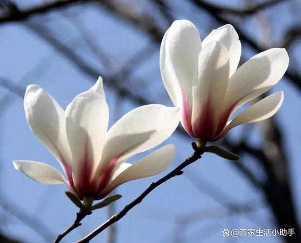 木兰花与玉兰花的区别