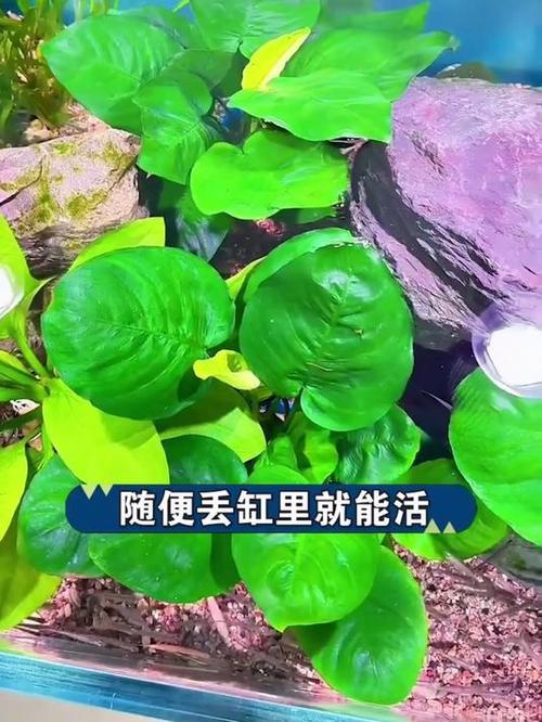 火山石能净化鱼缸水质吗