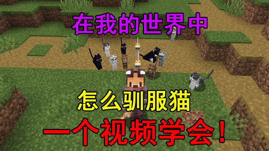 怎么在我的世界驯服猫咪
