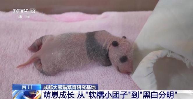叫崽崽是什么意思