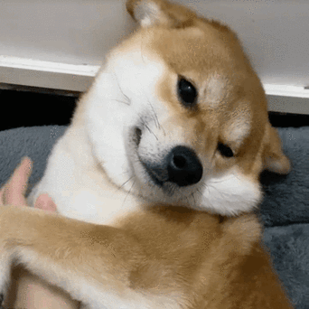 柴犬表情游戏截图