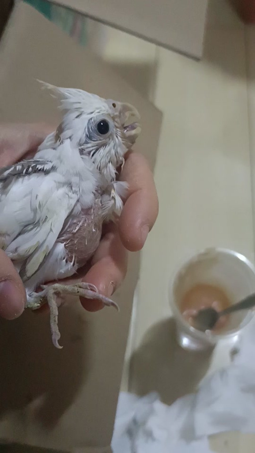 玄凤幼鸟张嘴呼吸什么原因