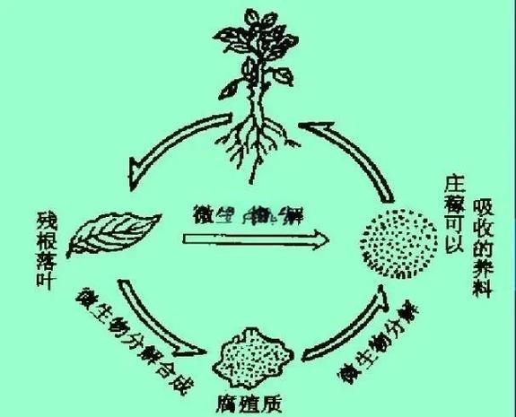 腐化生物的特性截图