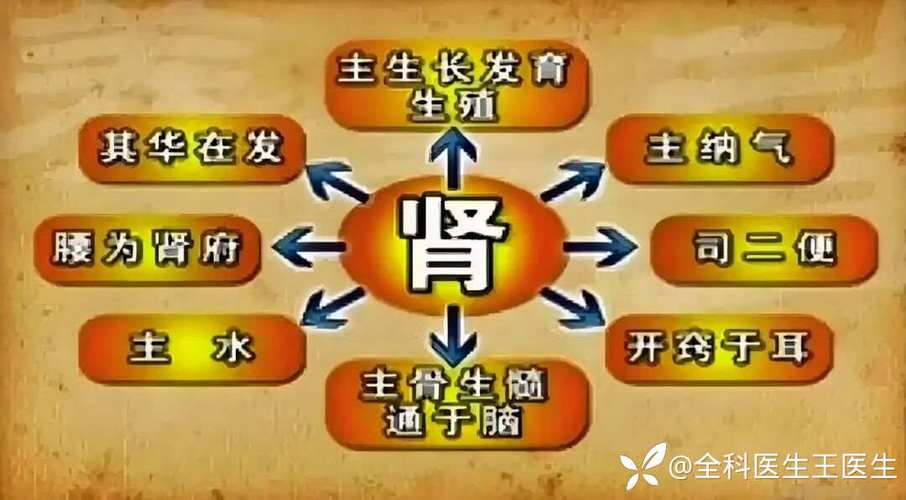 哪个脏器为先天之本