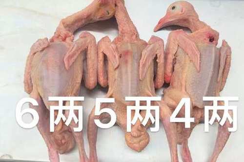 白鸽盒子8.0下载安装