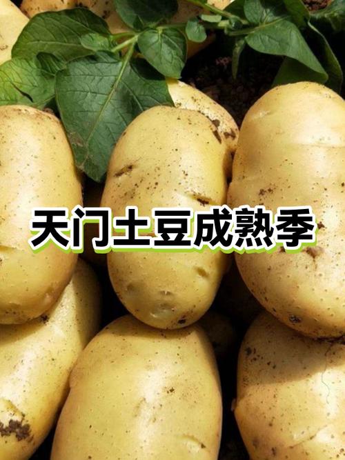 货的5个马铃薯怎么兑换