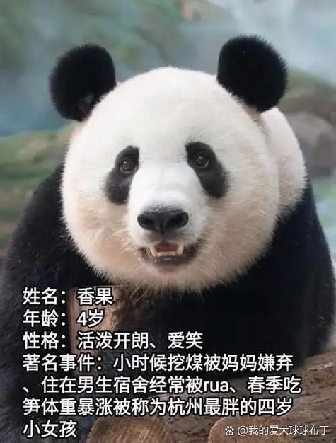 香果cn梗的解释