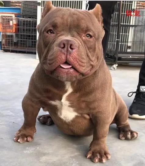 恶霸犬最怕三个东西