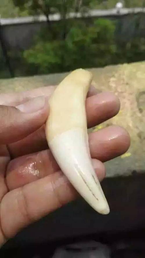 虎牙是什么
