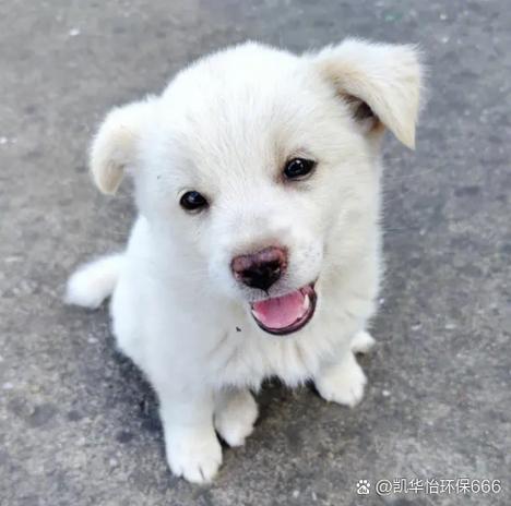 爱犬奇缘lucky是什么狗