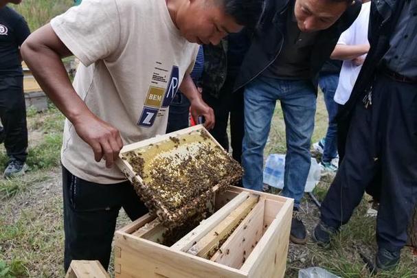 养蜂蜜蜂养殖技术