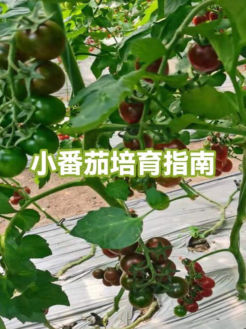 小番茄怎么种