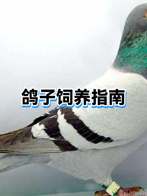 淘汰鸽子的最好方法