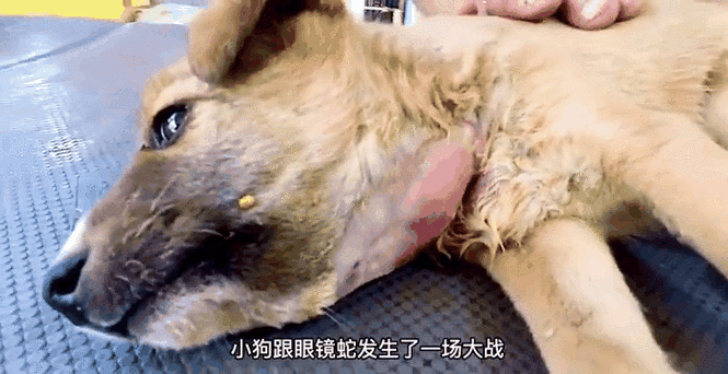 被毒蛇咬死国家赔偿吗