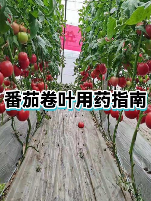 西红柿卷叶病怎么治疗