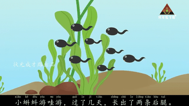小蝌蚪翻译