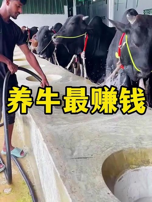 养牛赚钱