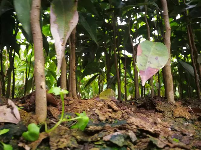 妃子笑荔枝种植技术