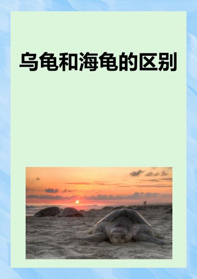 乌龟壳和海龟壳