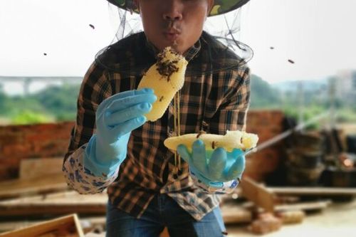 蜜蜂是怎么酿蜂蜜的游戏截图