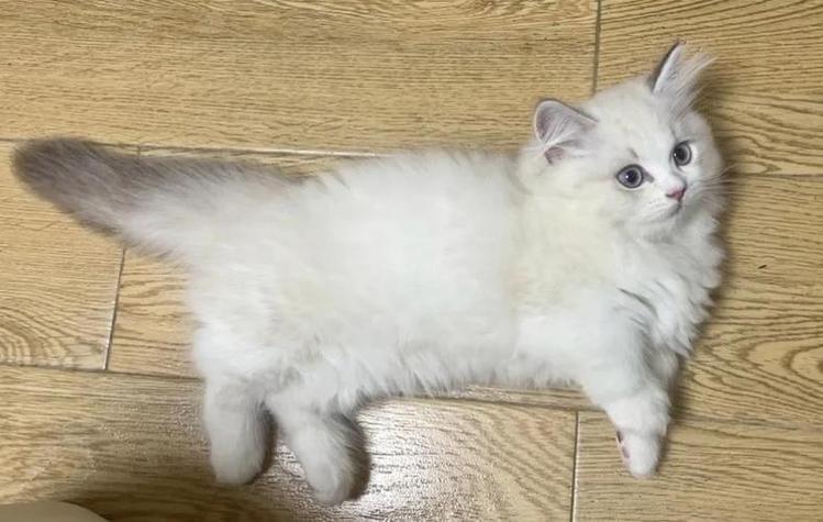 矮脚猫最贵三个颜色