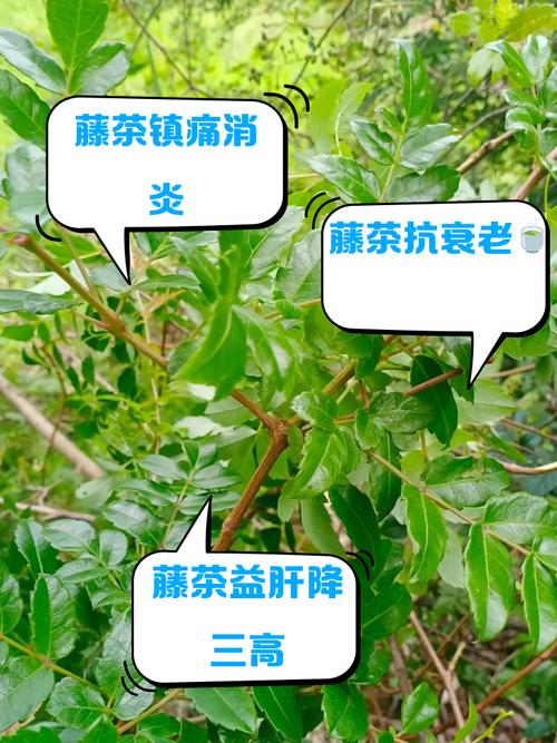 雨腾茶叶吴雨腾的父亲