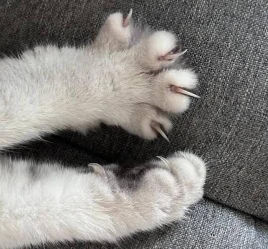 猫咪冷知识缩略图