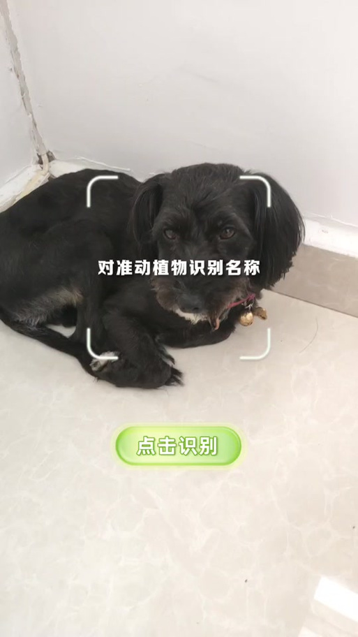 免费扫一扫识别狗