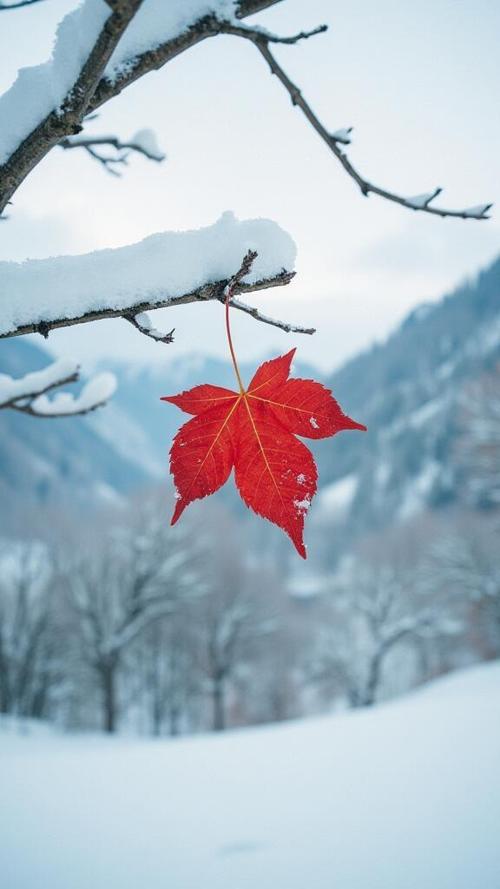 雪中枫叶象征着什么