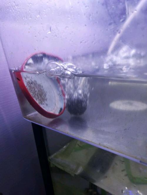 波子鱼繁殖全教程图标