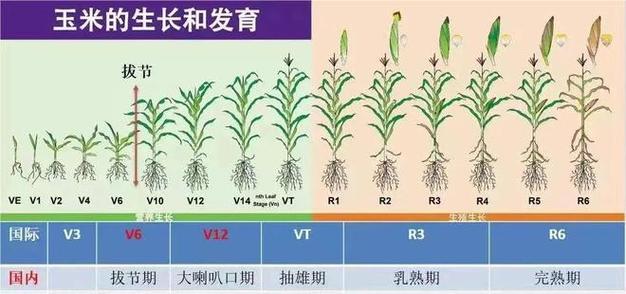 玉米生长过程图片6图