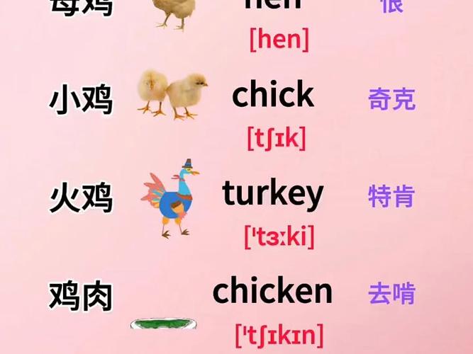 怎么用英语称呼鸡