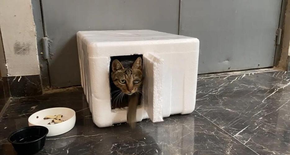 流浪猫猫窝怎么做