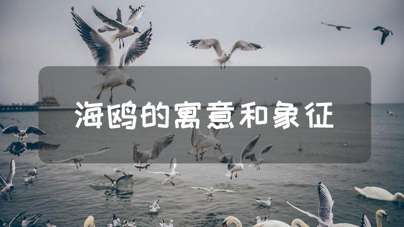 海鸥表示的寓意