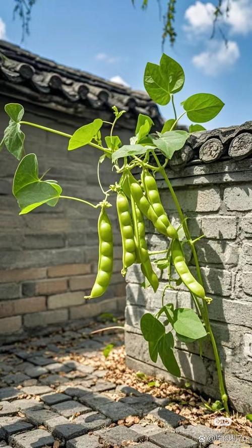 芸豆有哪些品种