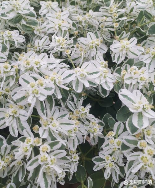 雪花rez