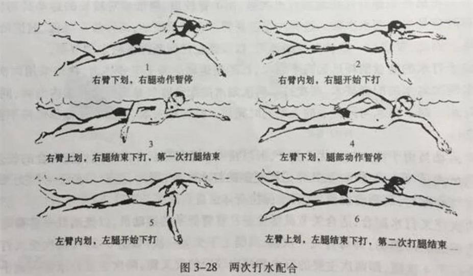 老年人学自由泳不打腿咋练