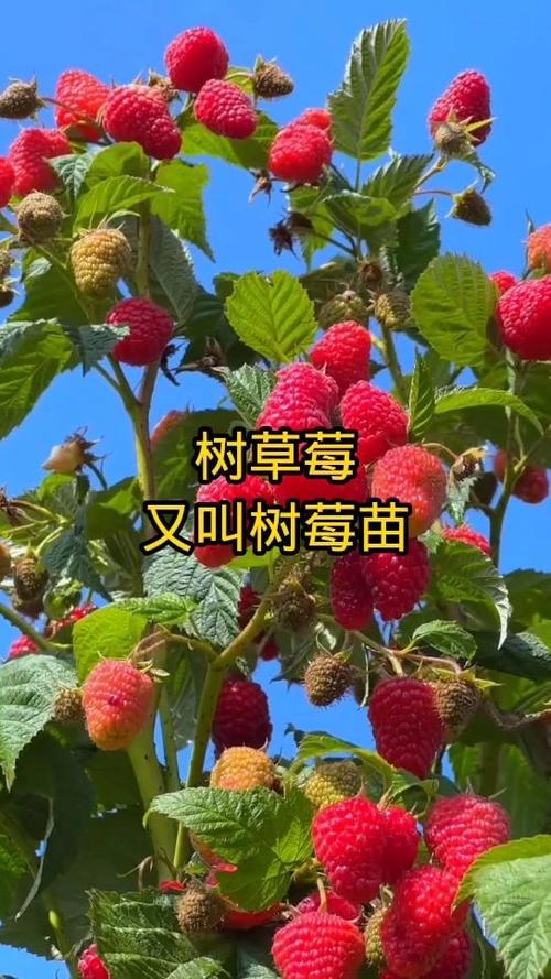 树莓树长啥样