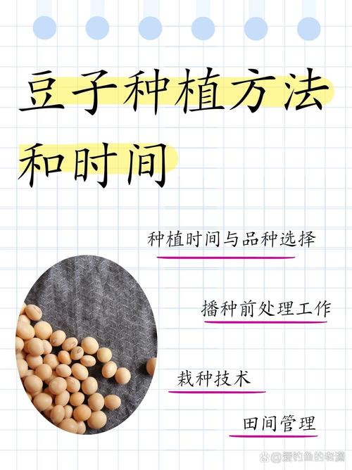 豆子什么时候种